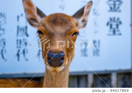 【#奈良】夏バテしている興福寺の鹿06 【#奈良】夏バテしている興福寺の鹿06 94027869