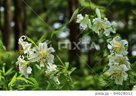 武蔵丘陵森林公園に咲く山百合の花 武蔵丘陵森林公園に咲く山百合の花 94028012