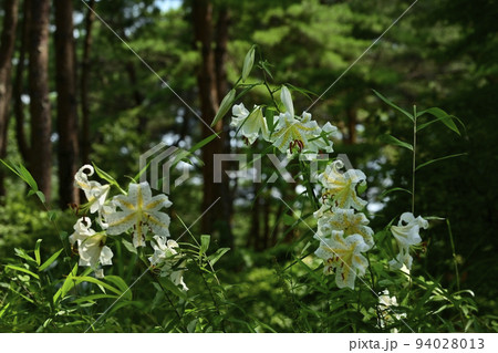 武蔵丘陵森林公園に咲く山百合の花 武蔵丘陵森林公園に咲く山百合の花 94028013