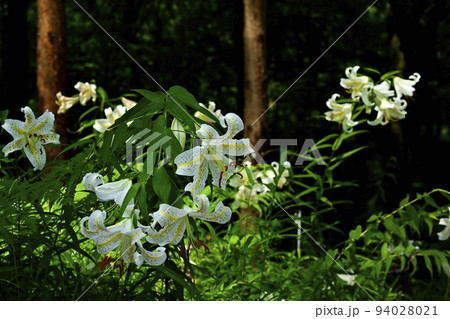 武蔵丘陵森林公園に咲く山百合の花 94028021
