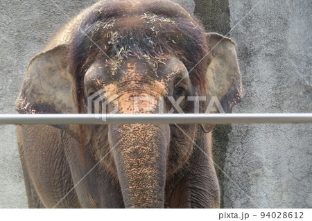【広島県】福山市立動物園の人気者ボルネオゾウのふくちゃん 94028612