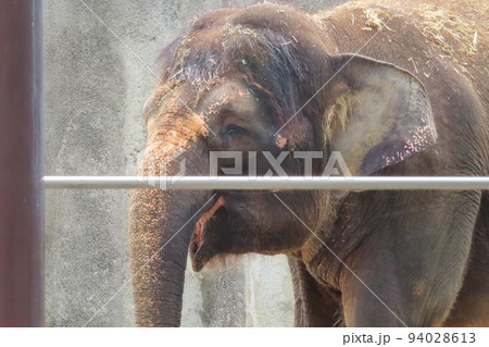 【広島県】福山市立動物園の人気者ボルネオゾウのふくちゃん 94028613