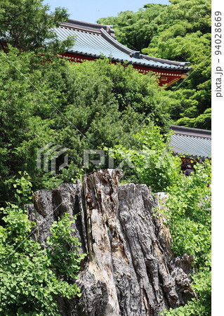 鶴岡八幡宮の大銀杏 94028669
