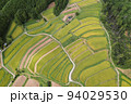 俯瞰で見る越畑の棚田 94029530