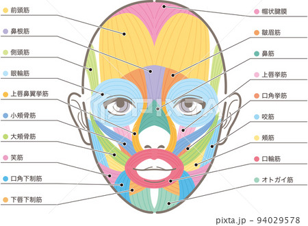 顔の筋肉　部位の説明図 94029578