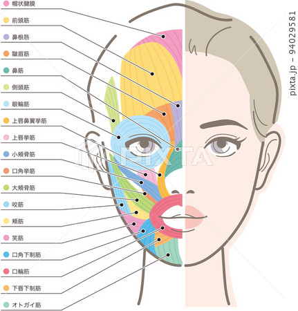 女性の顔、筋肉の説明図。半顔と筋肉 94029581
