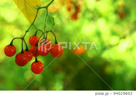 ヒヨドリジョウゴの赤い実 94029602