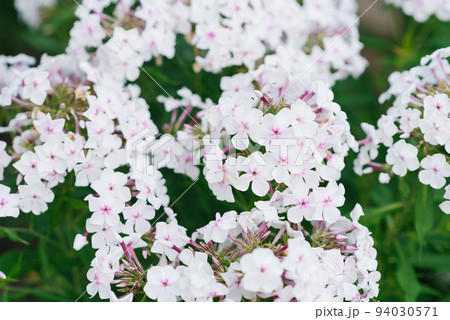White Phlox flowers grow in the garden in summer. Flower background White Phlox flowers grow in the garden in summer. Flower background 94030571