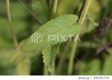 Common hedgenettle Common hedgenettle 94030759