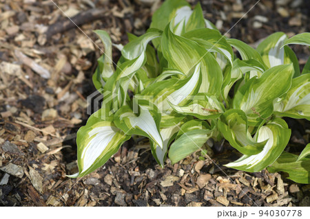 One-striped wavy plantain lily 94030778