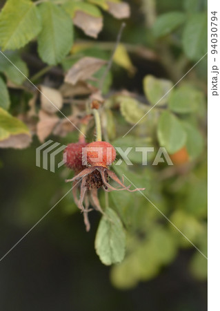 Rugosa rose Rugosa rose 94030794