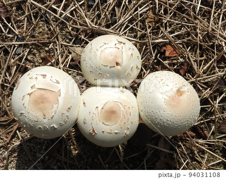 オオシロカラカサタケ（傘が開きつつある幼菌から成菌へ移行中の状態） 94031108