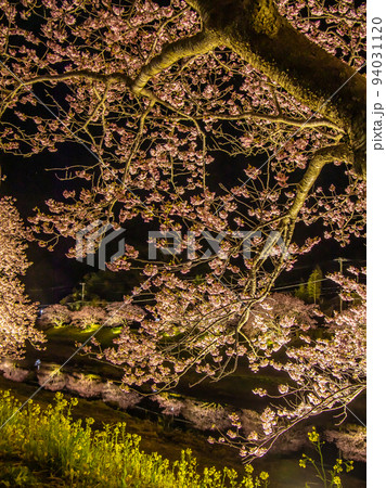 ライトアップされた夜桜 河津桜 ライトアップされた夜桜 河津桜 94031120