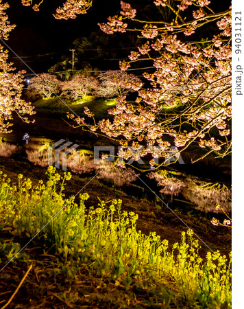 ライトアップされた夜桜 河津桜 ライトアップされた夜桜 河津桜 94031121