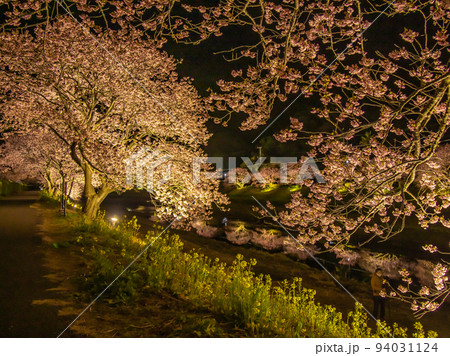 ライトアップされた夜桜 河津桜 ライトアップされた夜桜 河津桜 94031124