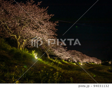 ライトアップされた夜桜 河津桜 ライトアップされた夜桜 河津桜 94031132