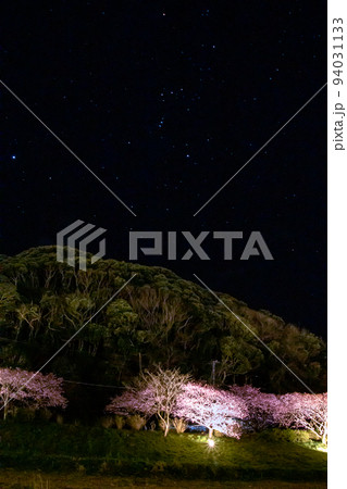 ライトアップされた夜桜 河津桜 ライトアップされた夜桜 河津桜 94031133