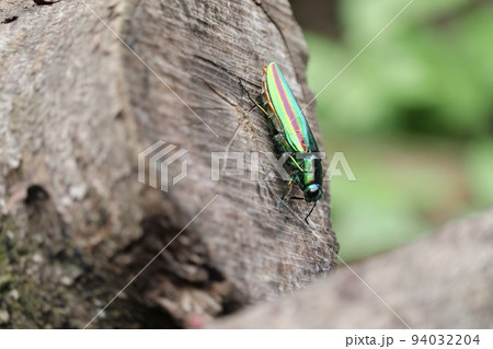 タマムシ（ヤマトタマムシ） 94032204