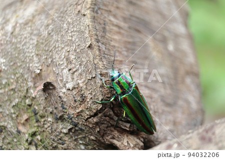 タマムシ（ヤマトタマムシ） 94032206