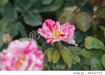 荒尾市 おもやい市民花壇 バラの花、 荒尾市 おもやい市民花壇 バラの花、 94032356
