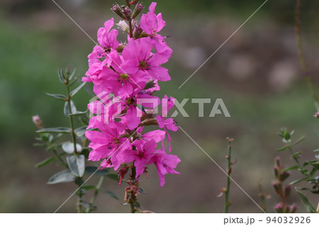 日本の秋の庭に咲くピンク色のミソハギの花 日本の秋の庭に咲くピンク色のミソハギの花 94032926