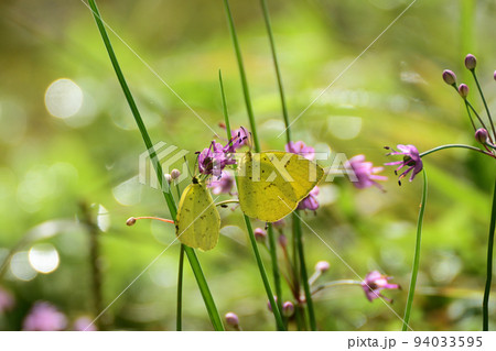 キチョウとヤマラッキョウの花 94033595