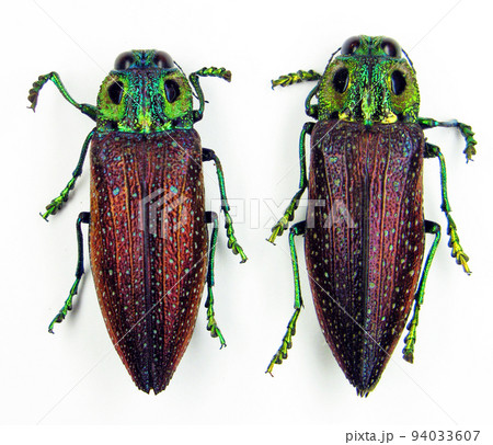 Beetles isolated on white. Jewel beetles Lampropelpa rotschildi. Dark red green color. Buprestidae. Collection beetles. Coleoptera. Entomology. Insects. Beetles isolated on white. Jewel beetles Lampropelpa rotschildi. Dark red green color. Buprestidae. Collection beetles. Coleoptera. Entomology. Insects. 94033607