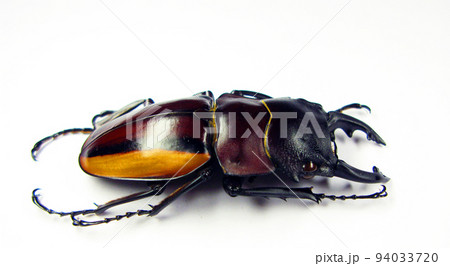 Giant stag beetle Odontolabis stevensi duivenbodei close up isolated on white. Lucanidae. Collection beetles. Coleoptera. Entomology 94033720