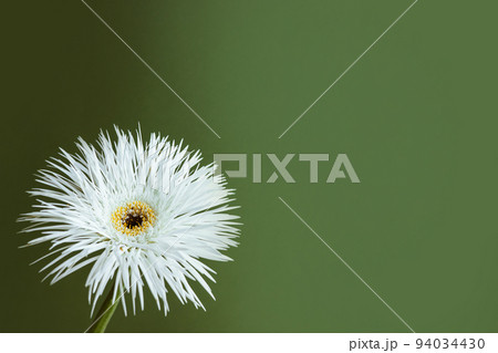 A closeup shot of a still life of white flower on pastel green background, aesthetic composition A closeup shot of a still life of white flower on pastel green background, aesthetic composition 94034430