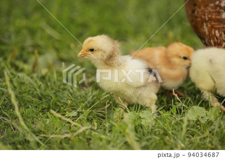 chickens with their mother walk on the grass chickens with their mother walk on the grass 94034687