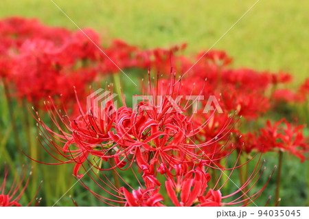 茨城　常陸太田　源氏川の彼岸花（満開） 94035045