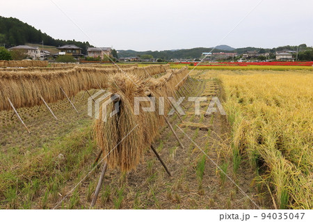 茨城 常陸太田 源氏川の彼岸花と稲架掛け 茨城 常陸太田 源氏川の彼岸花と稲架掛け 94035047