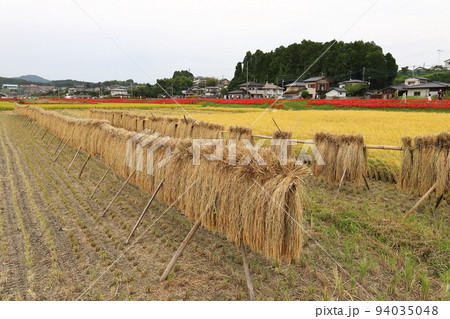 茨城 常陸太田 源氏川の彼岸花と稲架掛け 茨城 常陸太田 源氏川の彼岸花と稲架掛け 94035048