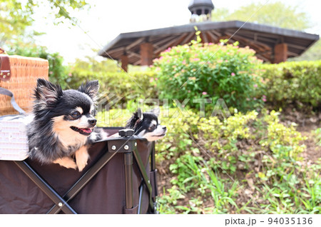 アウトドアワゴンに乗ってお散歩するチワワ 多頭飼い アウトドアワゴンに乗ってお散歩するチワワ 多頭飼い 94035136