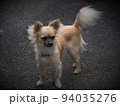 chihuahua tiny little dog 94035276