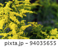 Goldenrod of the Asteraceae Mimosa family copy space. Vegetable background macro texture Photo of good quality 94035655