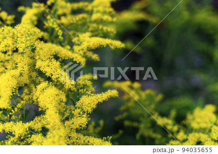 Goldenrod of the Asteraceae Mimosa family copy space. Vegetable background macro texture Photo of good quality 94035655