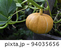 Pumpkin on a branch. Vegetable background macro texture copyspace. Good quality photos 94035656
