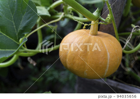 Pumpkin on a branch. Vegetable background macro texture copyspace. Good quality photos Pumpkin on a branch. Vegetable background macro texture copyspace. Good quality photos 94035656