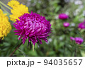 A bud of dark pink aster on a green background 94035657