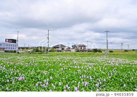 ホテイアオイと台風の空　埼玉県　加須市　ホテイアオイの花園 94035859