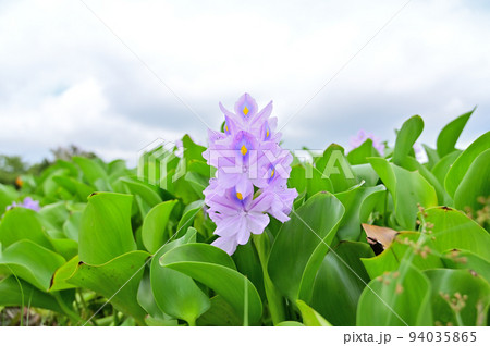 ホテイアオイと台風の空　埼玉県　加須市　ホテイアオイの花園 94035865
