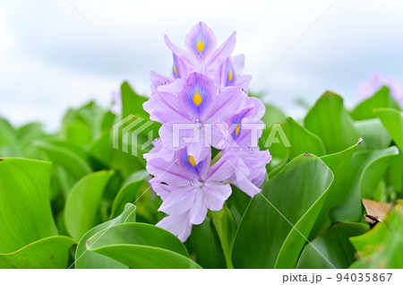 ホテイアオイと台風の空　埼玉県　加須市　ホテイアオイの花園 94035867