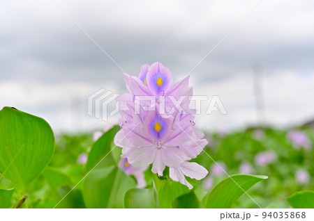 ホテイアオイと台風の空 埼玉県 加須市 ホテイアオイの花園 ホテイアオイと台風の空 埼玉県 加須市 ホテイアオイの花園 94035868