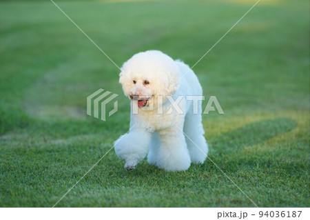 芝生の上を笑顔で歩く白犬 94036187