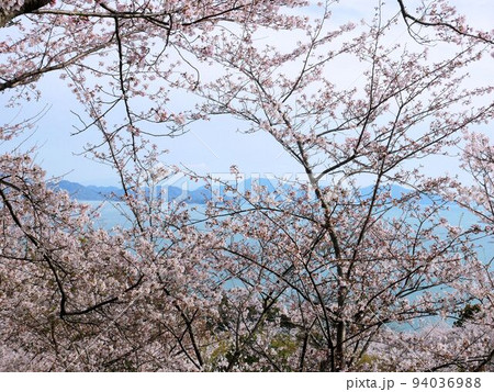 正福寺山公園の桜と瀬戸内海 (広島県東広島市安芸津町) 正福寺山公園の桜と瀬戸内海 (広島県東広島市安芸津町) 94036988
