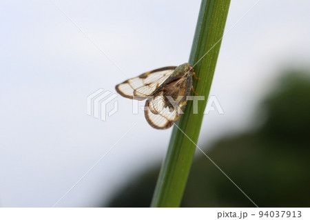 小さなセミの様な昆虫 94037913
