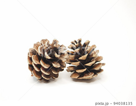 黒松の松ぼっくりの写真素材 [94038135] - PIXTA