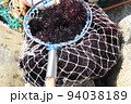 ウニ漁獲れたて 94038189