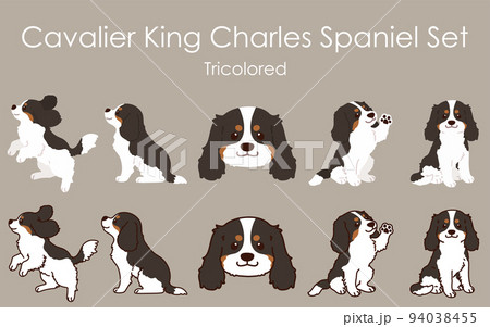 シンプルで可愛いこげ茶キャバリア・キング・チャールズ・スパニエルのイラストセット　主線あり・なし 94038455